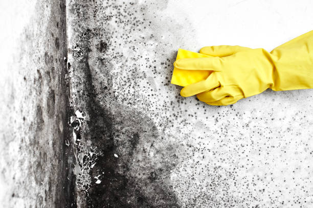 Best Industrial Mold Remediation  in Weston, OH